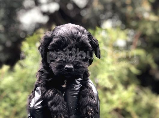 Özel Ve Nadir Renk Black Maltıpoo görsel