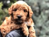 Orjinal Red Brown Maltıpoo