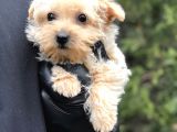 Xsmall Gold Morkie