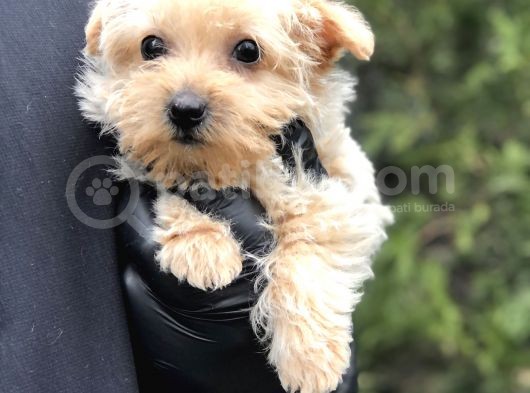 Xsmall Gold Morkie görsel