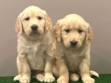 Muhteşem Golden Retriever Dişi Erkek Yavrular