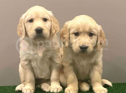Muhteşem Golden Retriever Dişi Erkek Yavrular görsel