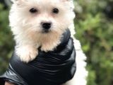 Xsmall White Morkie