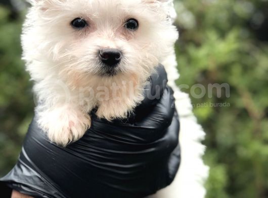 Xsmall White Morkie