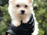 Xsmall White Morkie