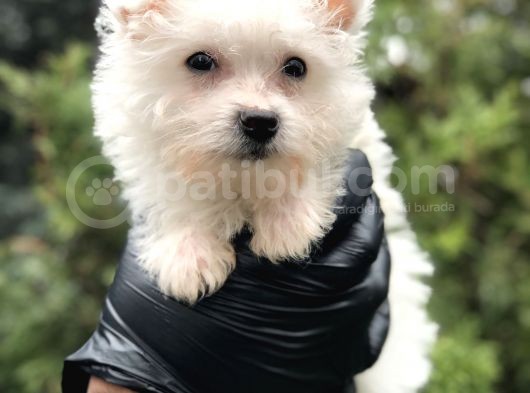 Xsmall White Morkie görsel