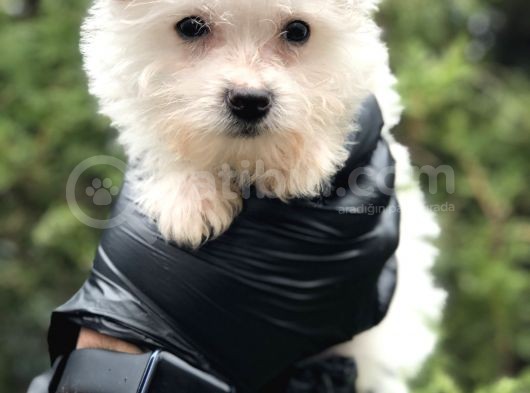 Xsmall White Morkie görsel