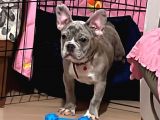 French Bulldog Merle 3 Bucuk Aylık Erkek