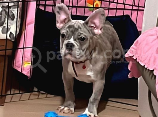 French Bulldog Merle 3 Bucuk Aylık Erkek görsel