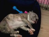 French Bulldog Merle 3 Bucuk Aylık Erkek