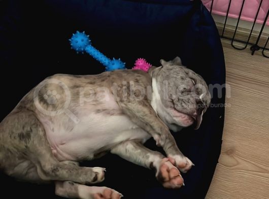 French Bulldog Merle 3 Bucuk Aylık Erkek görsel