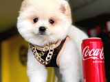 2,5 Aylık, Beyaz,Krem Pomeranian Boo Erkek  Yavrumuz