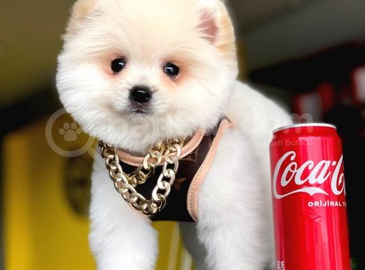 2,5 Aylık, Beyaz,Krem Pomeranian Boo Erkek  Yavrumuz