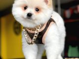 2,5 Aylık, Beyaz,Krem Pomeranian Boo Erkek  Yavrumuz