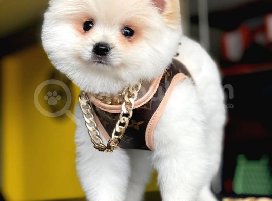 2,5 Aylık, Beyaz,Krem Pomeranian Boo Erkek  Yavrumuz görsel
