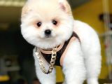 2,5 Aylık, Beyaz,Krem Pomeranian Boo Erkek  Yavrumuz
