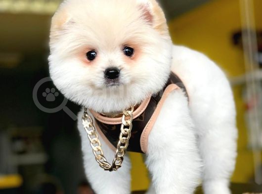 2,5 Aylık, Beyaz,Krem Pomeranian Boo Erkek  Yavrumuz görsel