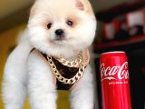 2,5 Aylık, Beyaz,Krem Pomeranian Boo Erkek  Yavrumuz