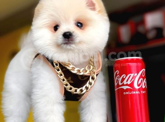 2,5 Aylık, Beyaz,Krem Pomeranian Boo Erkek  Yavrumuz görsel