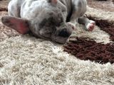 French Bulldog Merle 3 Bucuk Aylık Erkek