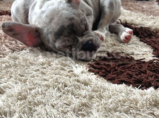 French Bulldog Merle 3 Bucuk Aylık Erkek görsel