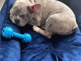 French Bulldog Merle 3 Bucuk Aylık Erkek