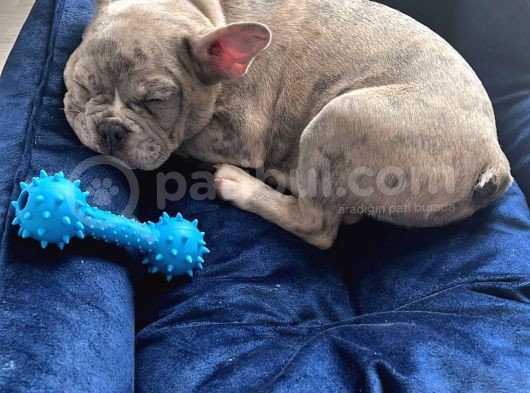 French Bulldog Merle 3 Bucuk Aylık Erkek görsel