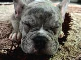 French Bulldog Merle 3 Bucuk Aylık Erkek