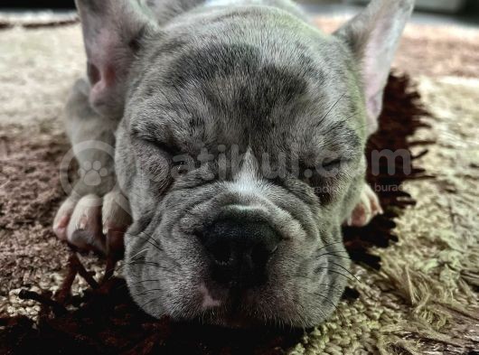 French Bulldog Merle 3 Bucuk Aylık Erkek