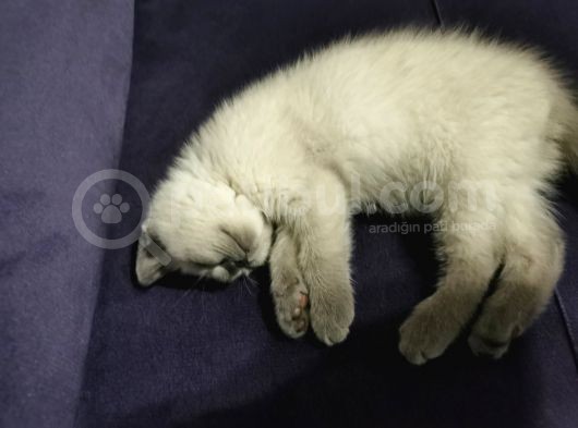 3.5 Aylık Blue Point görsel