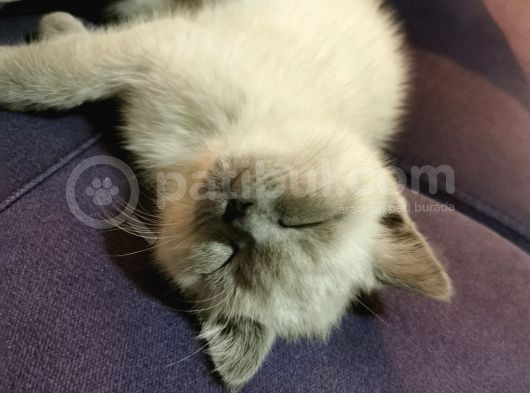 3.5 Aylık Blue Point görsel