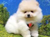 Pomeranian Boo Teddy Bear Yavrular
