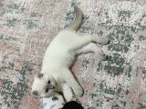 3 Aylık Kızımızı Ömürlük Sahiplenecek Yuva Araniyor