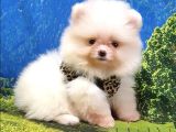 Pomeranian Boo Teddy Bear Yavrular