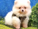 Pomeranian Boo Teddy Bear Yavrular