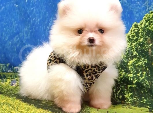Pomeranian Boo Teddy Bear Yavrular görsel