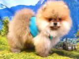 Teddy Face Pomeranian Boo Yavrularımız