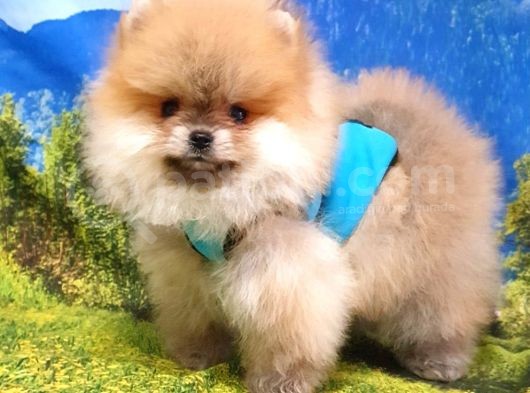 Teddy Face Pomeranian Boo Yavrularımız görsel