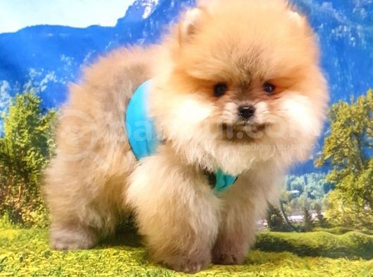 Teddy Face Pomeranian Boo Yavrularımız