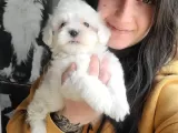 Maltese Yavruları (Bursa Köpek Okulu)