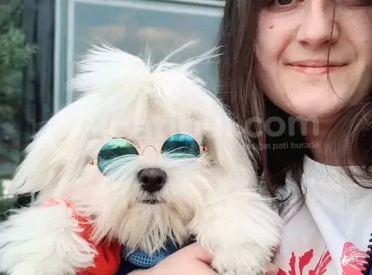 Maltese Yavruları (Bursa Köpek Okulu) görsel