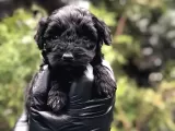 Veteriner Teknikerinden Teacup Black Maltipoo Erkek Yavrularımız Teslime Hazır