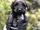 Veteriner Teknikerinden Teacup Black Maltipoo Erkek Yavrularımız Teslime Hazır