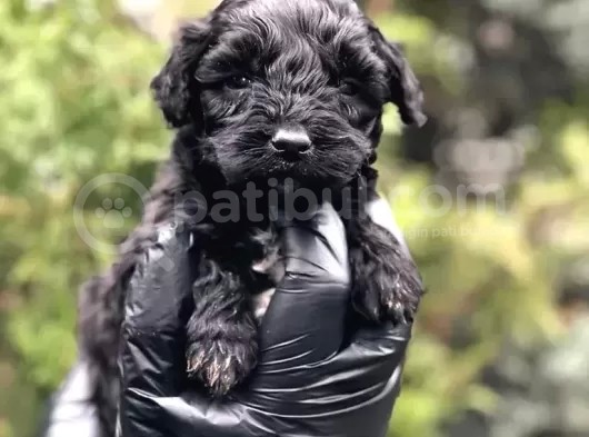 Veteriner Teknikerinden Teacup Black Maltipoo Erkek Yavrularımız Teslime Hazır görsel