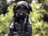 Veteriner Teknikerinden Teacup Black Maltipoo Erkek Yavrularımız Teslime Hazır