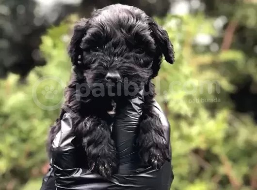 Veteriner Teknikerinden Teacup Black Maltipoo Erkek Yavrularımız Teslime Hazır