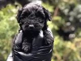 Veteriner Teknikerinden Teacup Black Maltipoo Erkek Yavrularımız Teslime Hazır