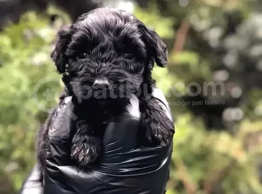 Veteriner Teknikerinden Teacup Black Maltipoo Erkek Yavrularımız Teslime Hazır görsel