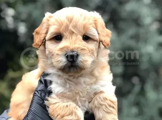 Apricot Dişi Maltipoo Yavrumuz Teslime Hazır görsel
