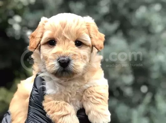Apricot Dişi Maltipoo Yavrumuz Teslime Hazır